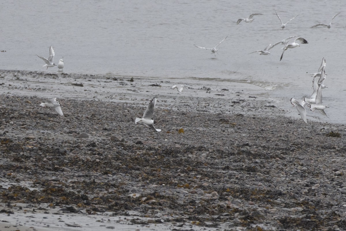 racek chechtavý - ML636889905