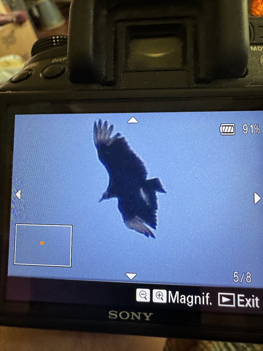 Black Vulture - ML636889913