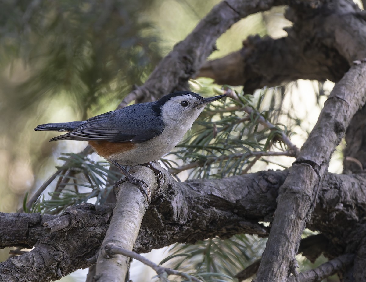 White-cheeked Nuthatch - ML636889920