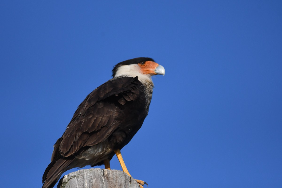 Crested Caracara - ML636889943