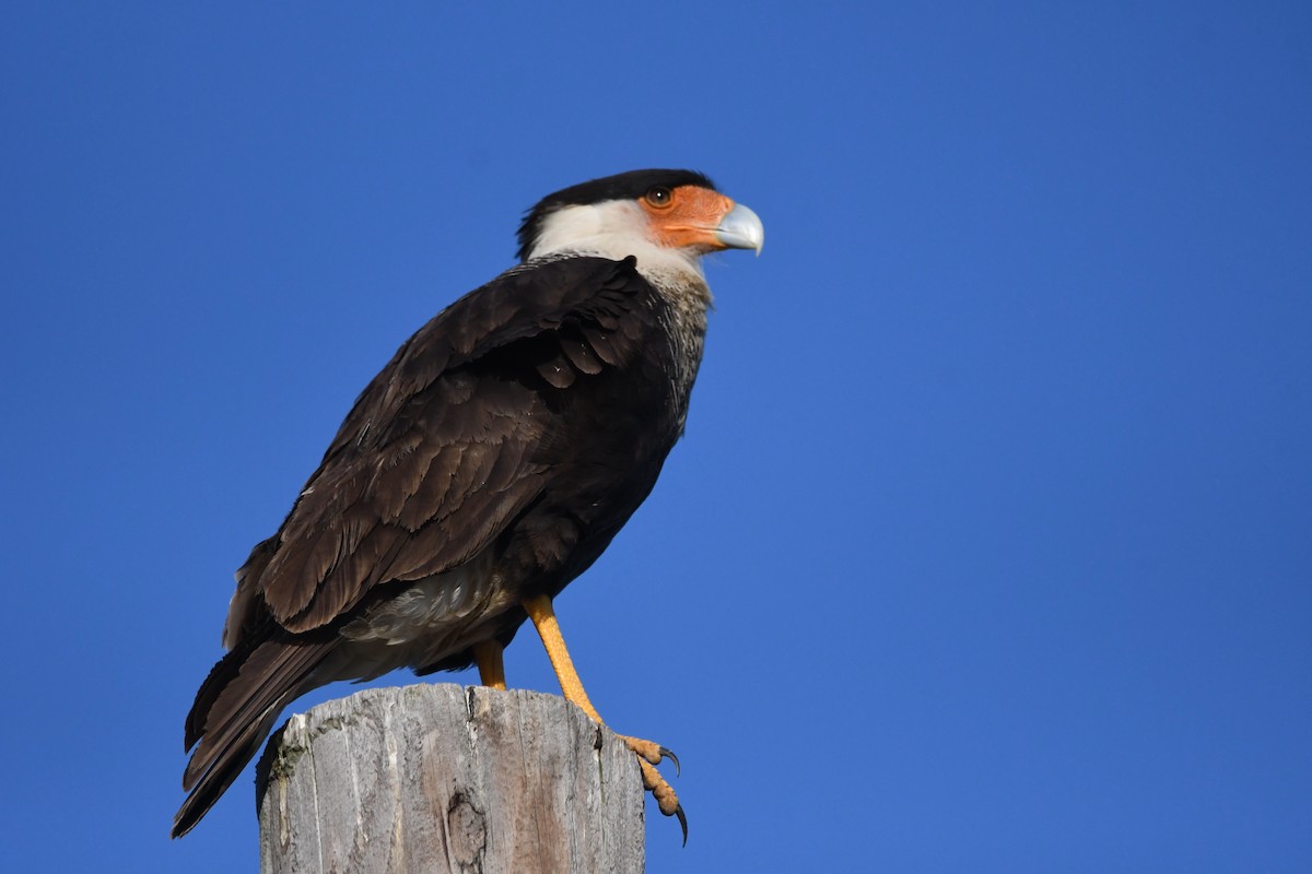 Crested Caracara - ML636889944