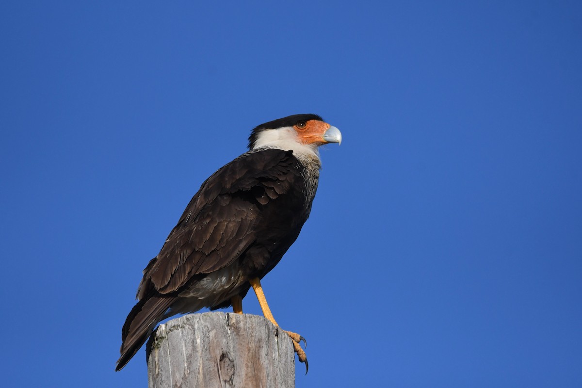 Crested Caracara - ML636889945