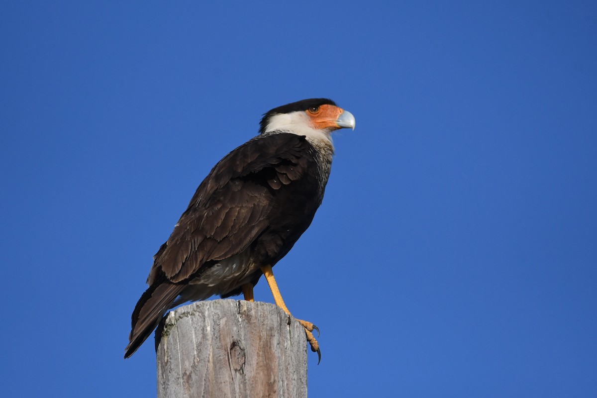 Crested Caracara - ML636889946