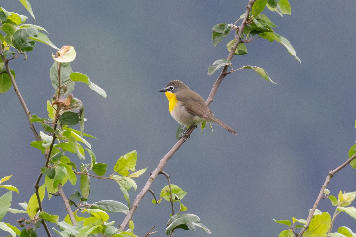 Yellow-breasted Chat - ML636889950