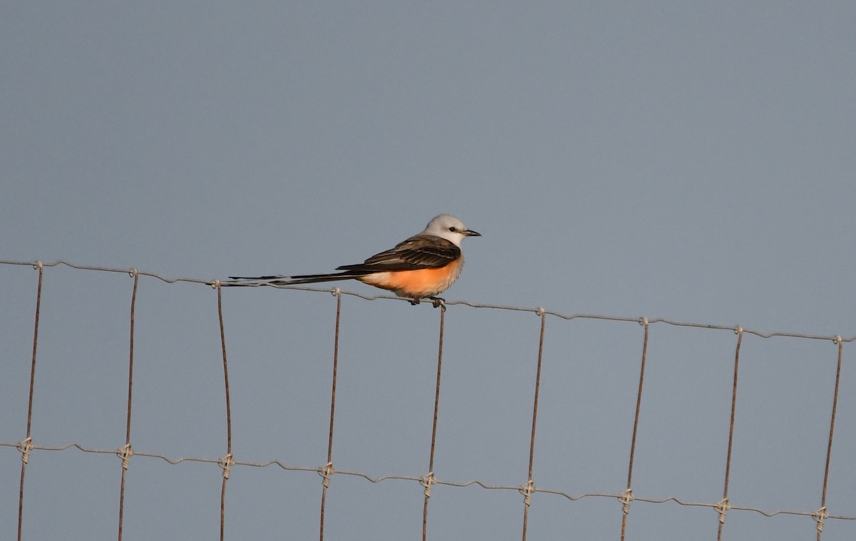 Scissor-tailed Flycatcher - ML636889953
