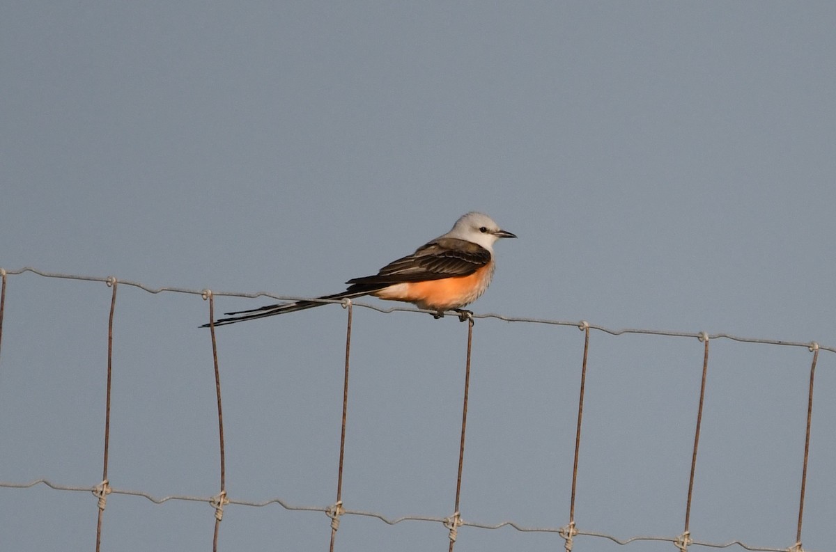 Scissor-tailed Flycatcher - ML636889954