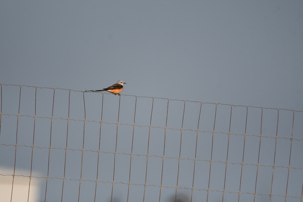 Scissor-tailed Flycatcher - ML636889955