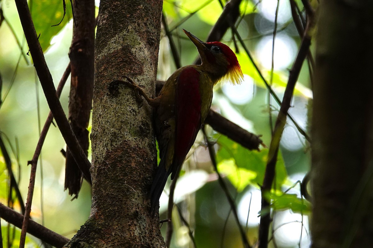 Crimson-winged Woodpecker - ML636889996