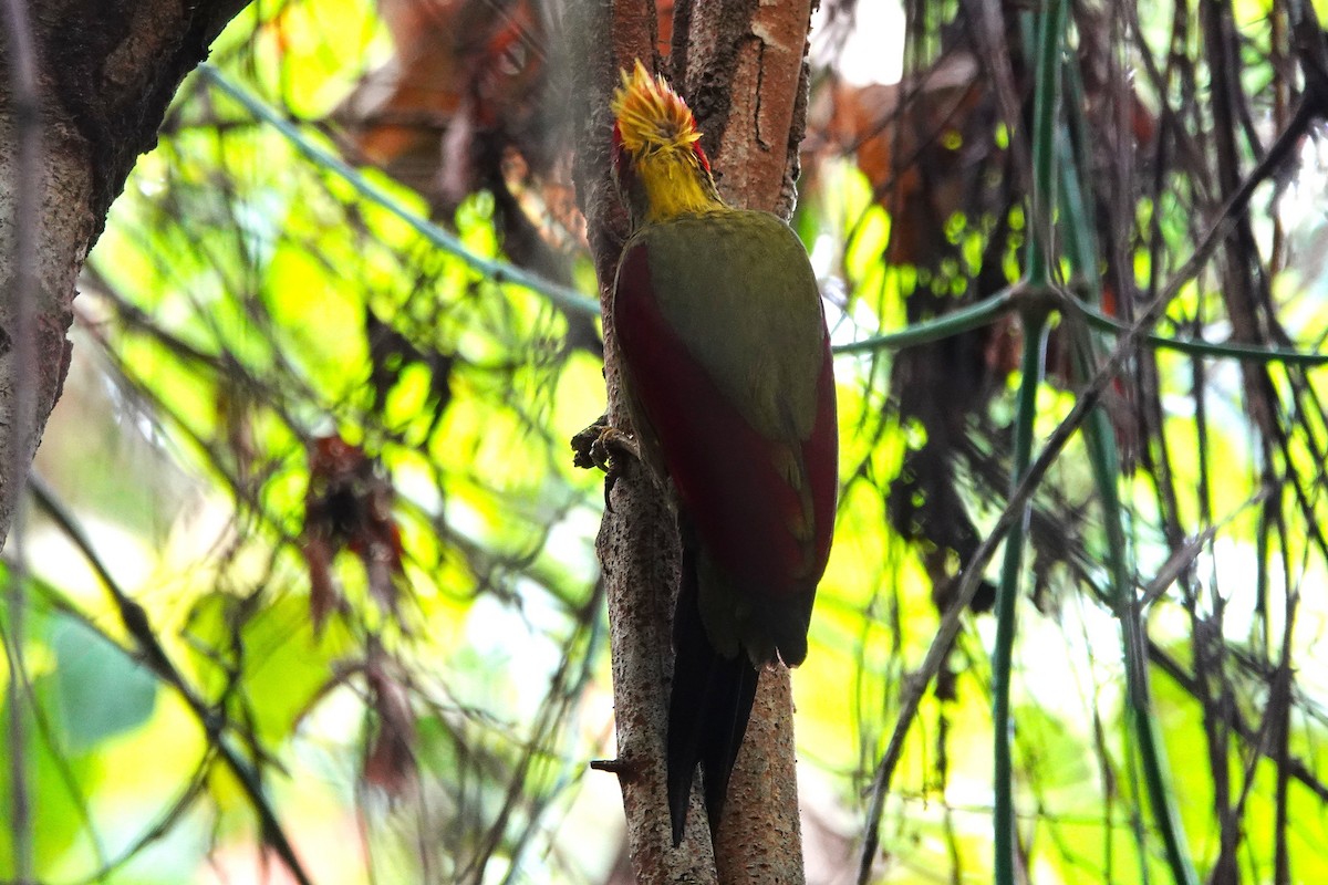 Crimson-winged Woodpecker - ML636889997