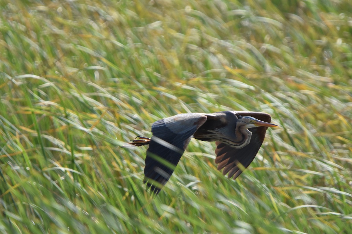 Зээрд дэглий - ML636890023