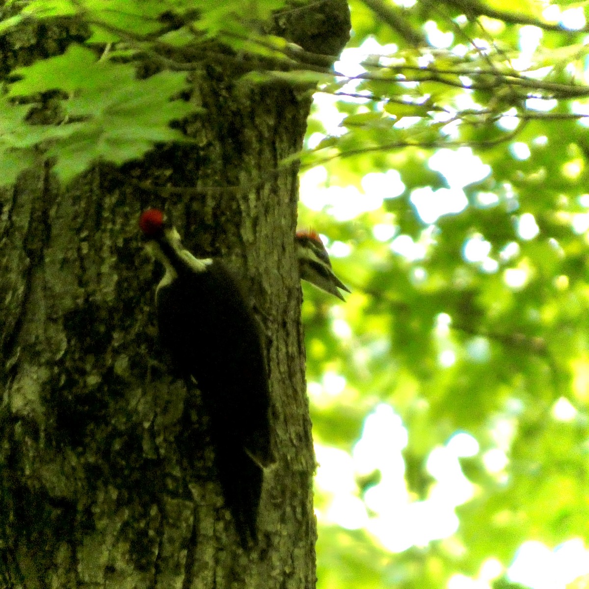 Pileated Woodpecker - ML636890098