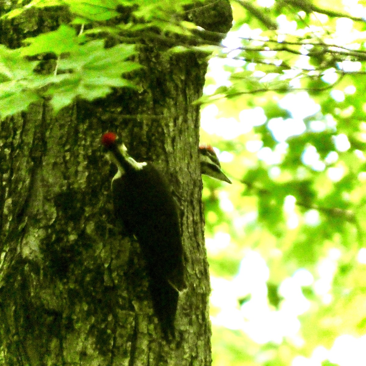Pileated Woodpecker - ML636890100