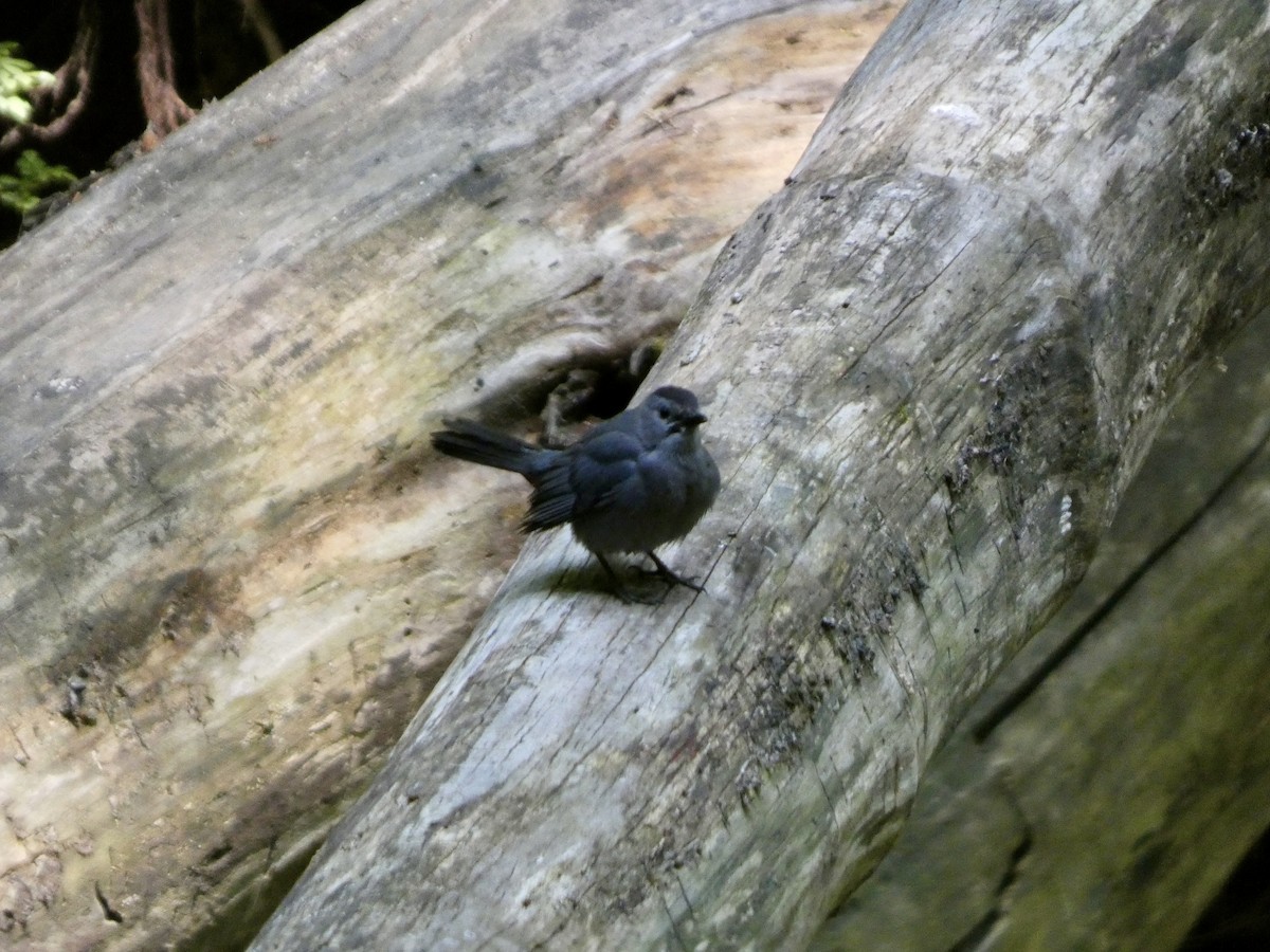 Gray Catbird - ML636890113