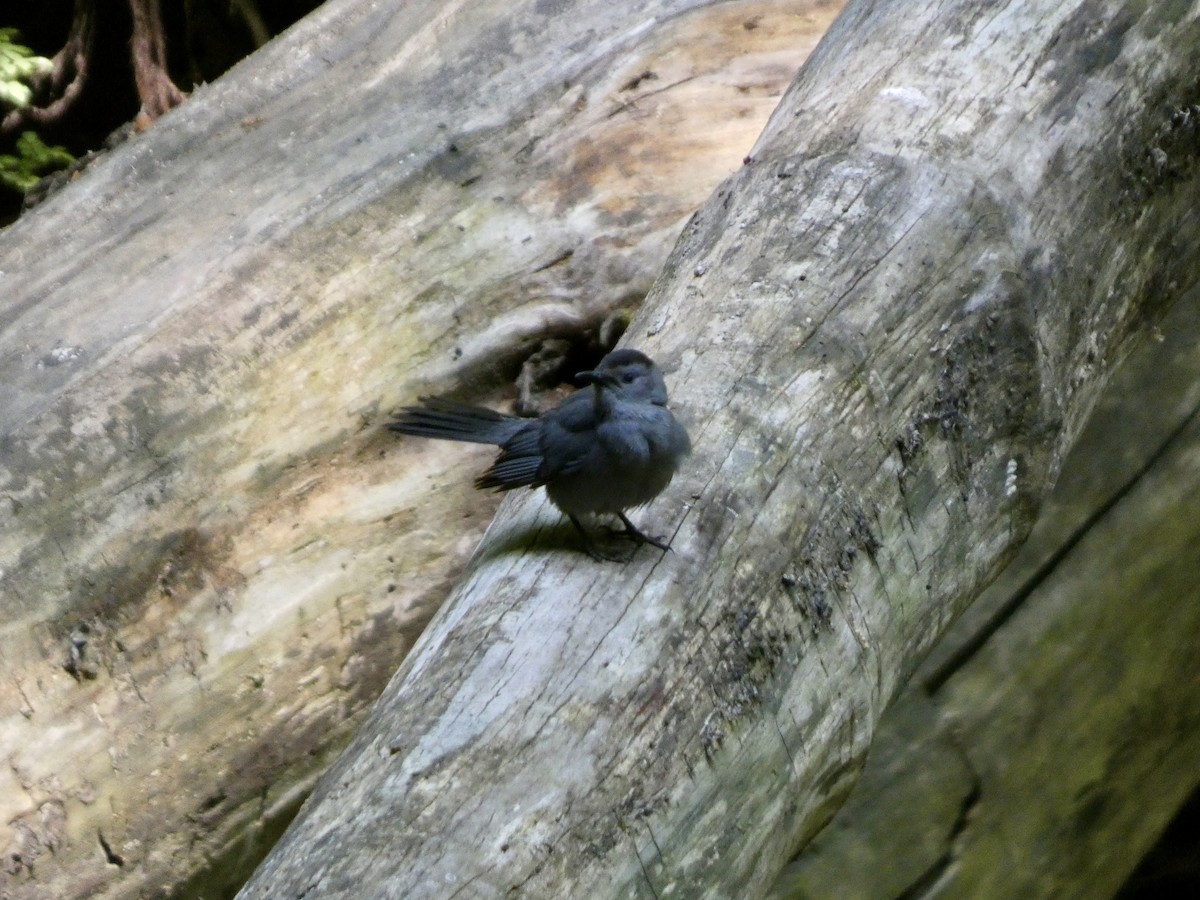 Gray Catbird - ML636890114