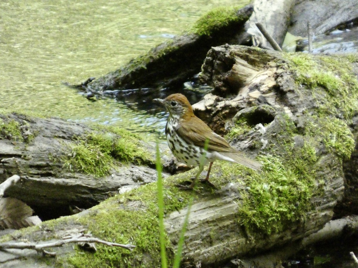 Wood Thrush - ML636890126