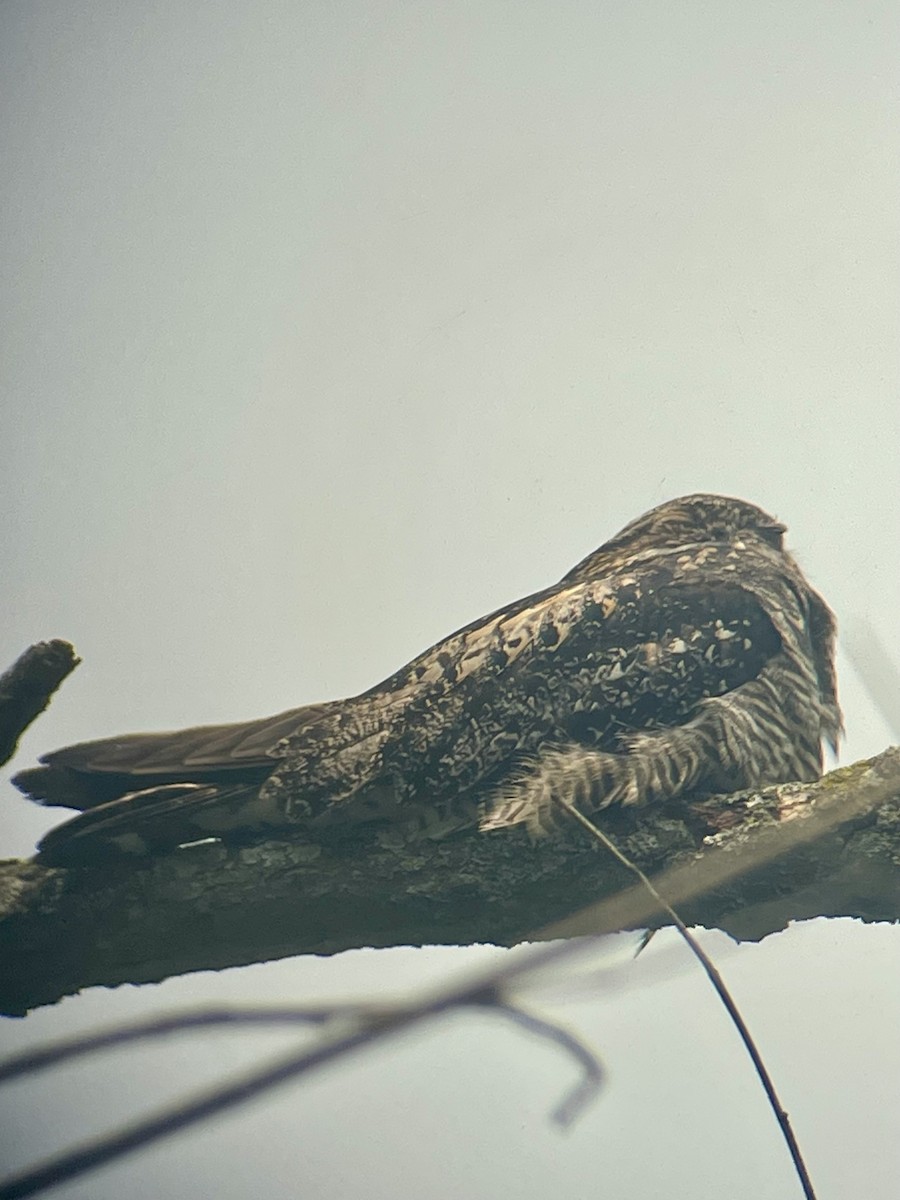 Common Nighthawk - ML636890141