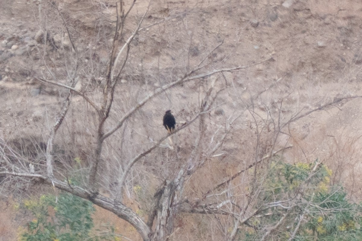 Common Black Hawk - ML636890152