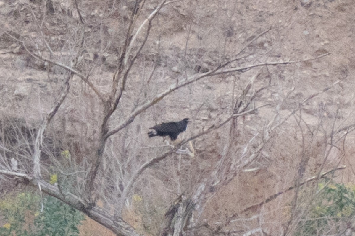 Common Black Hawk - ML636890177