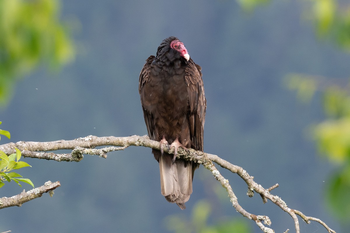 Turkey Vulture - ML636890248