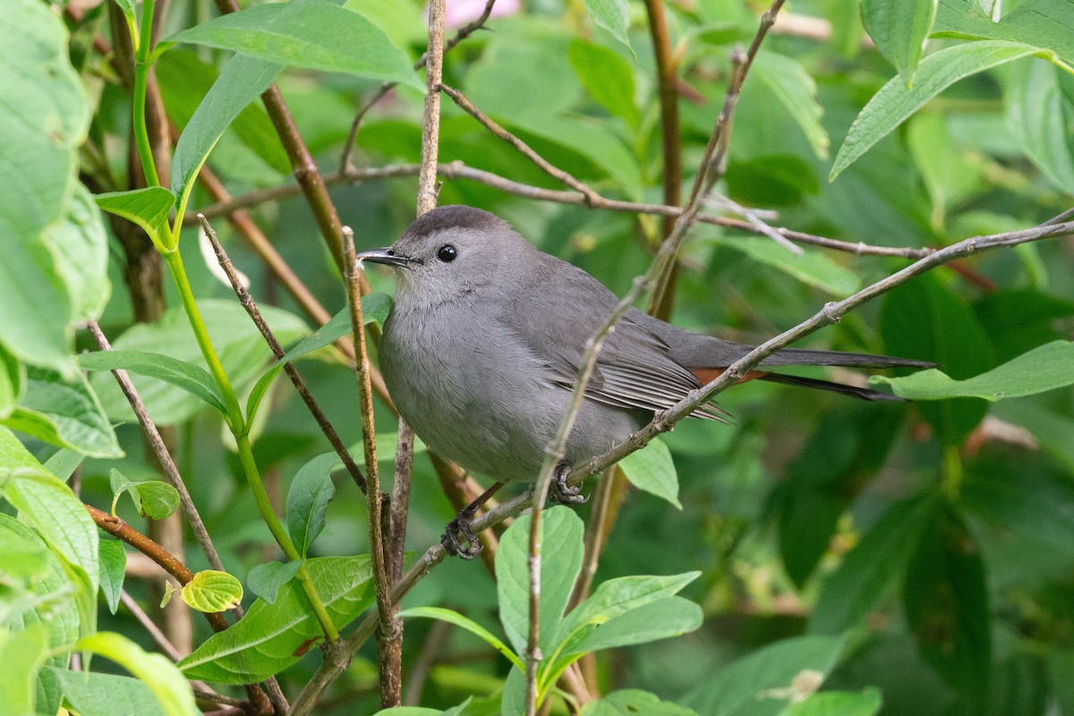 Gray Catbird - ML636890252