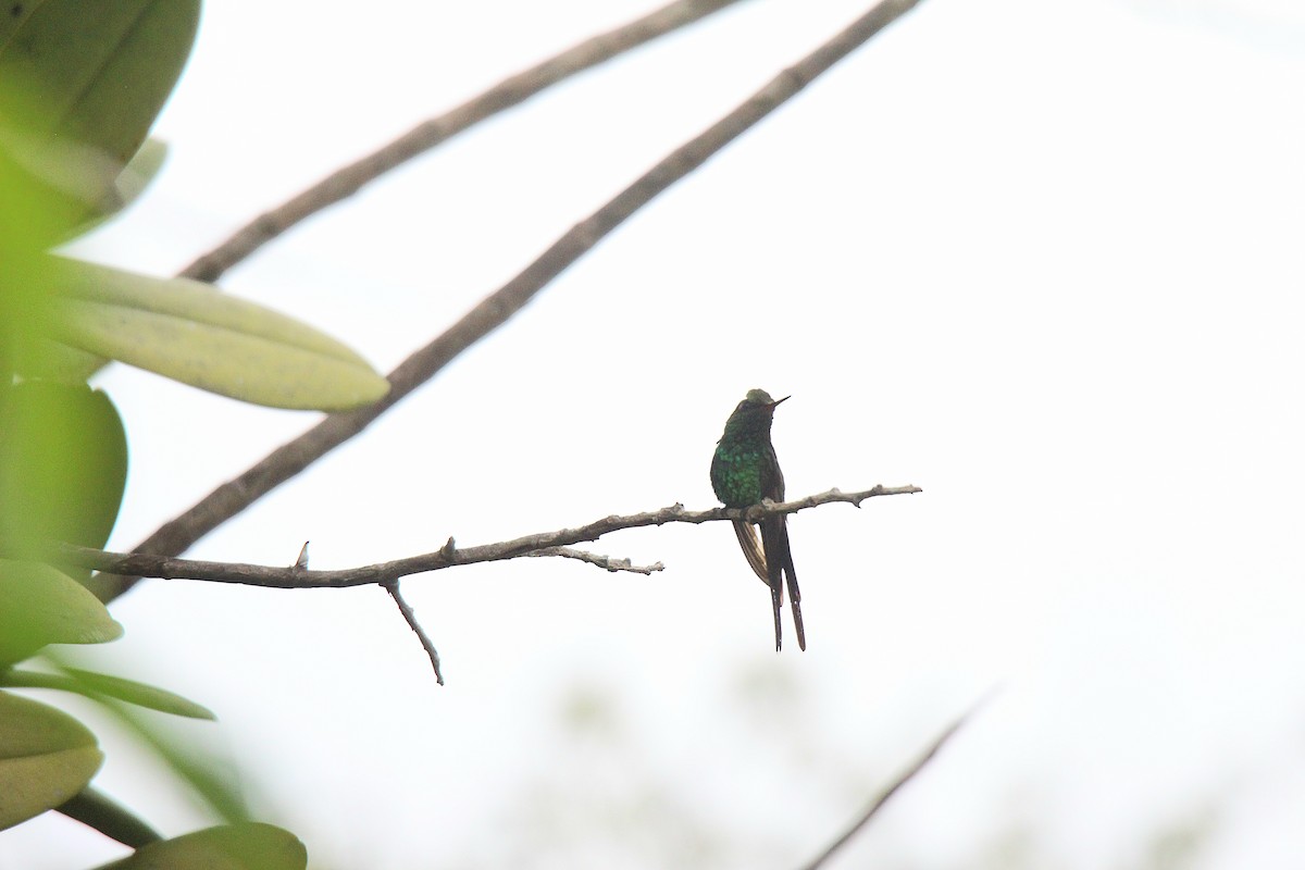 Golden-crowned Emerald - ML636890350