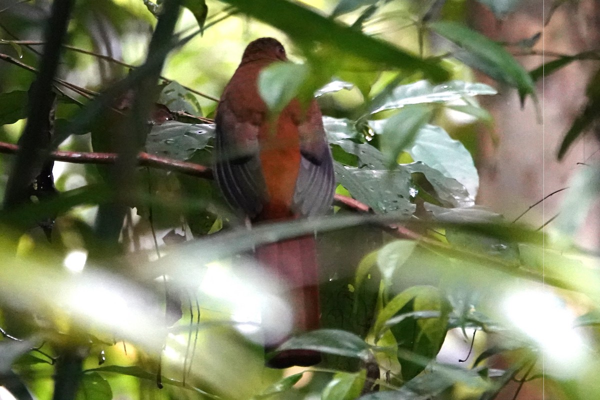 Diard's Trogon - ML636890378
