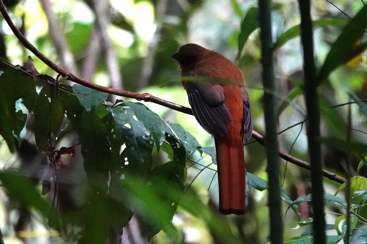 Diard's Trogon - ML636890379