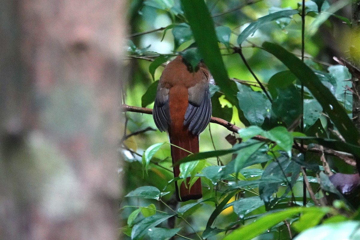 Diard's Trogon - ML636890380
