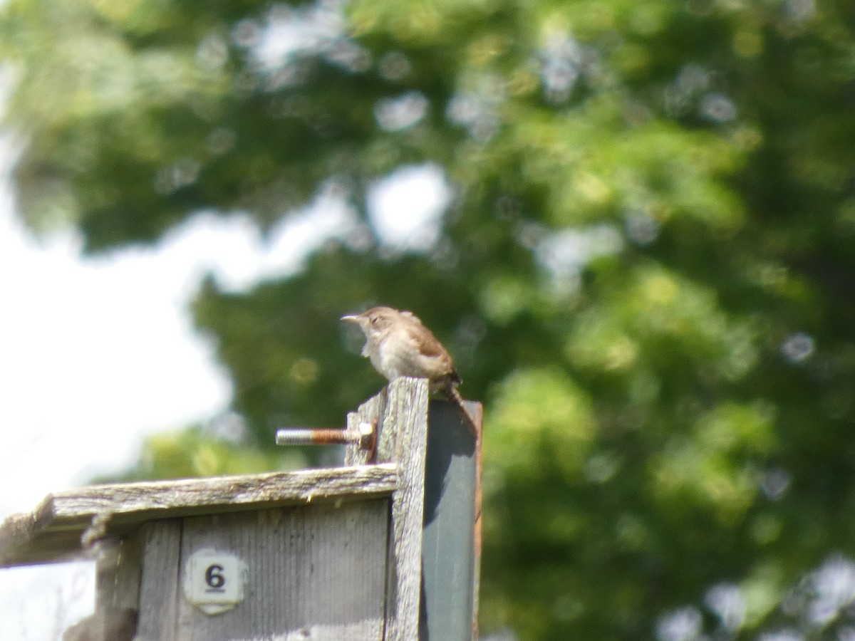 Northern House Wren - ML636890496