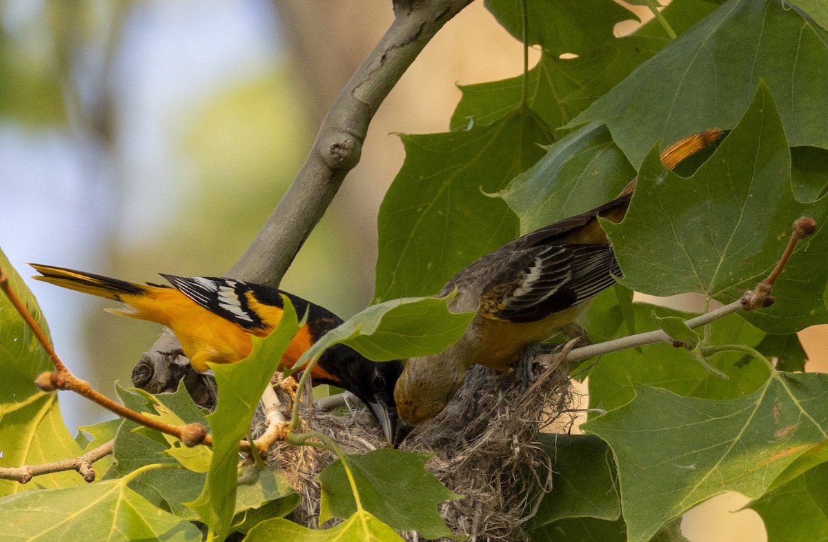 Baltimore Oriole - ML636890504