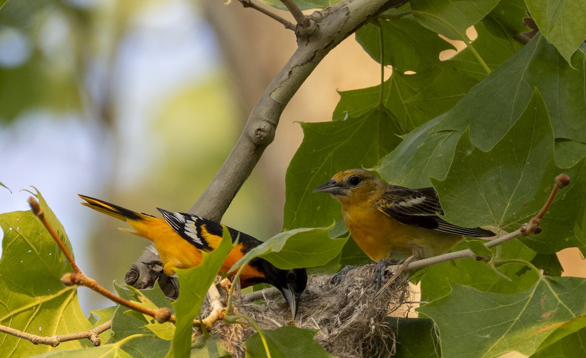 Baltimore Oriole - ML636890505