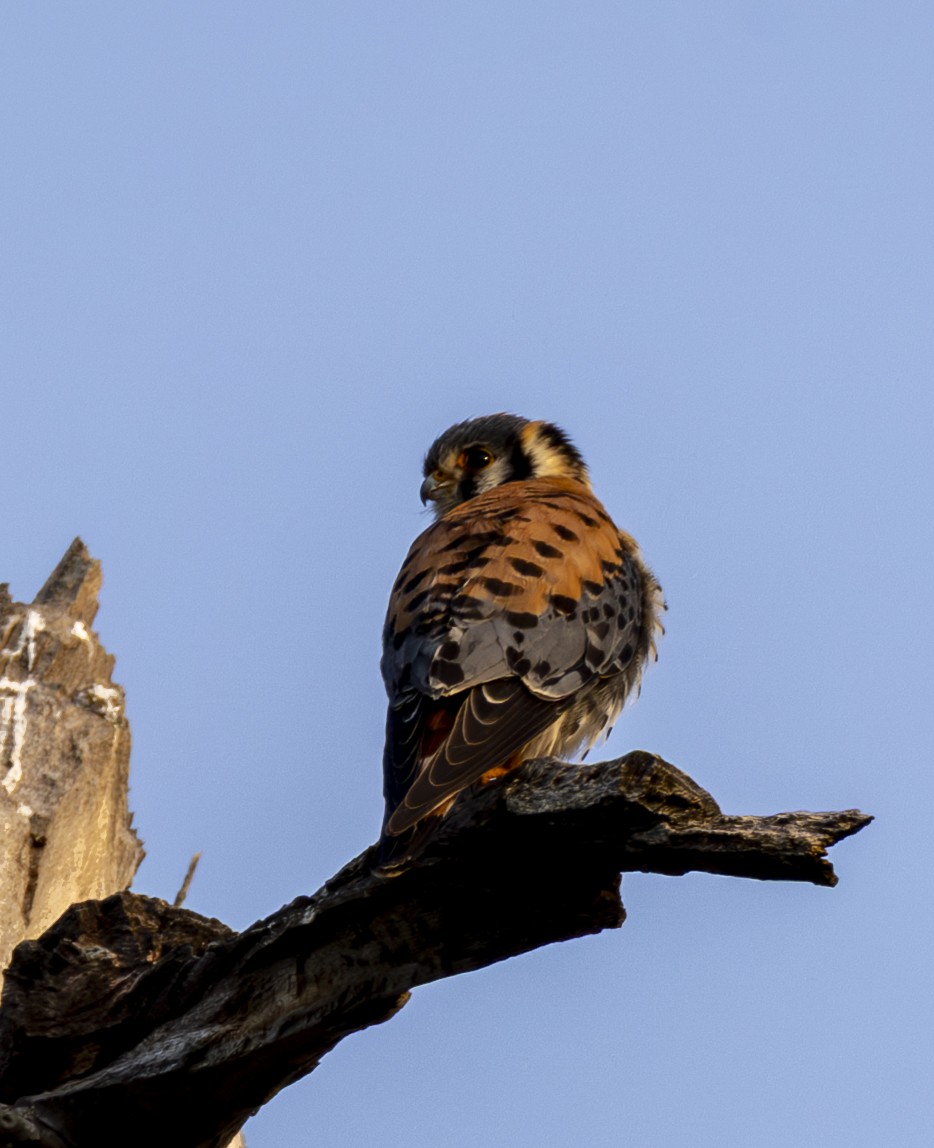 American Kestrel - ML636890516