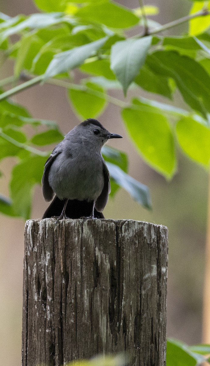 Gray Catbird - ML636890523