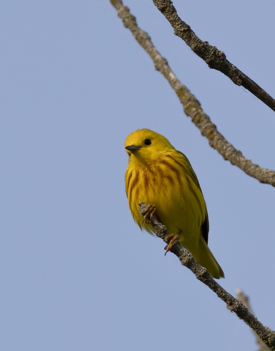 Yellow Warbler - ML636890532