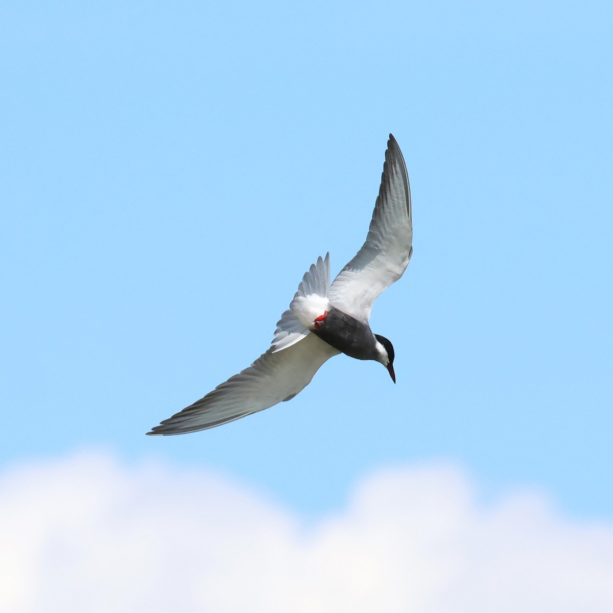 Whiskered Tern - ML636890621