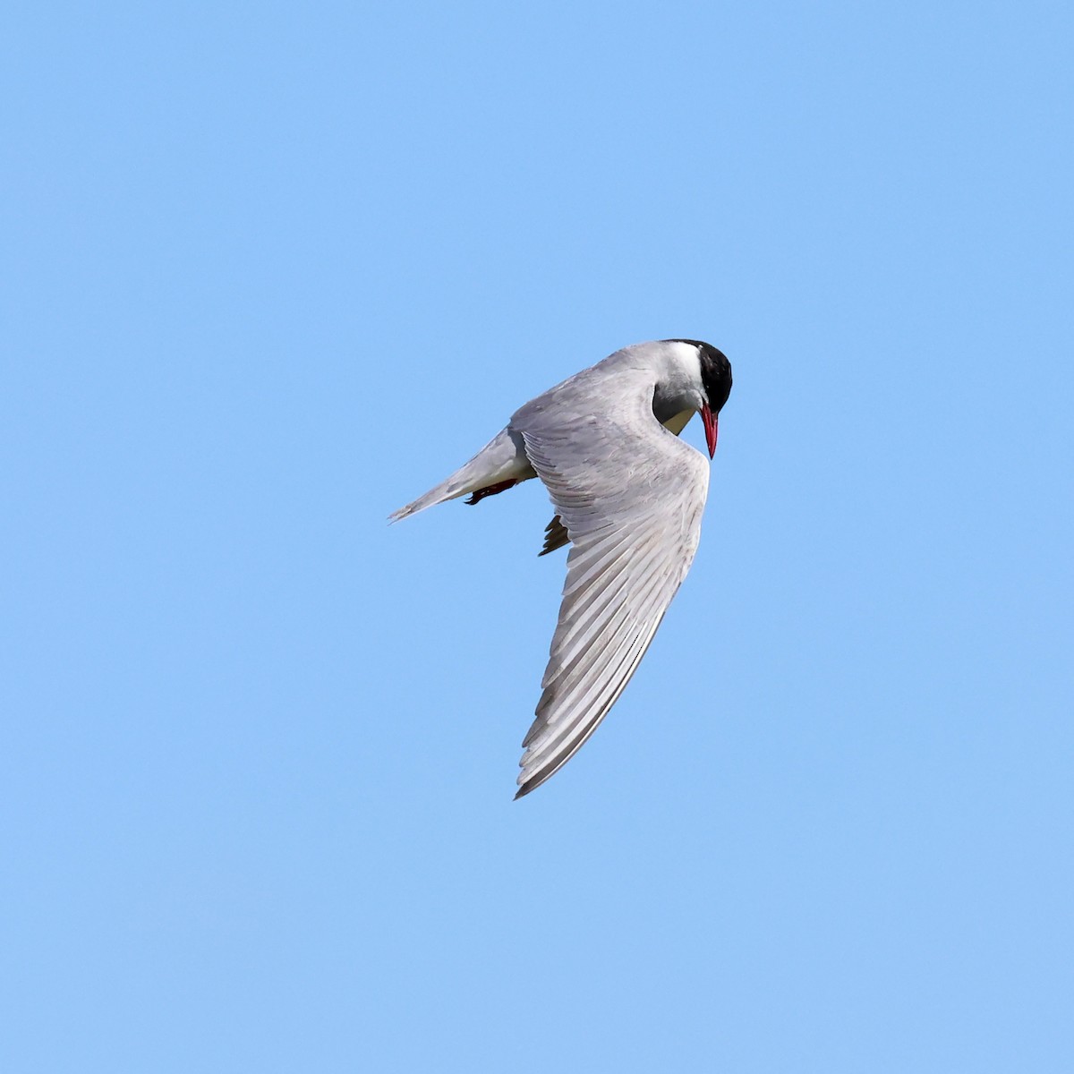 Whiskered Tern - ML636890622