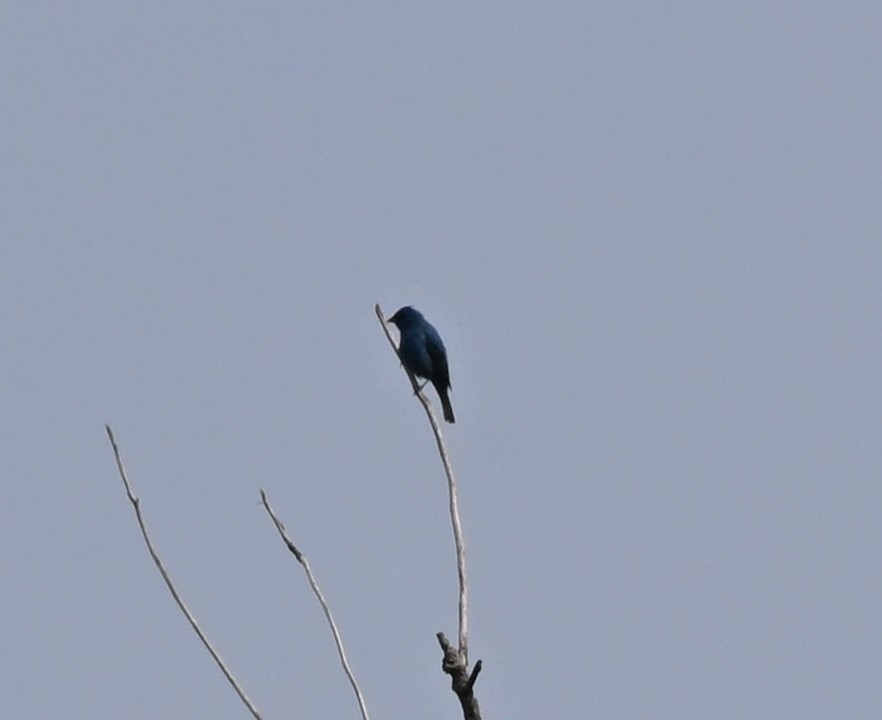 Indigo Bunting - ML636890628
