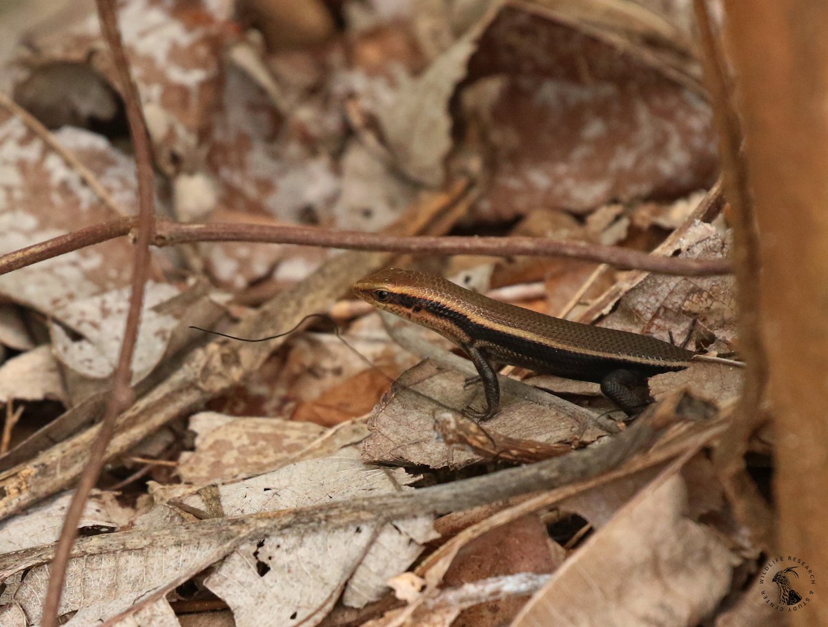 Sri Lanka Bronze Skink - ML636890630