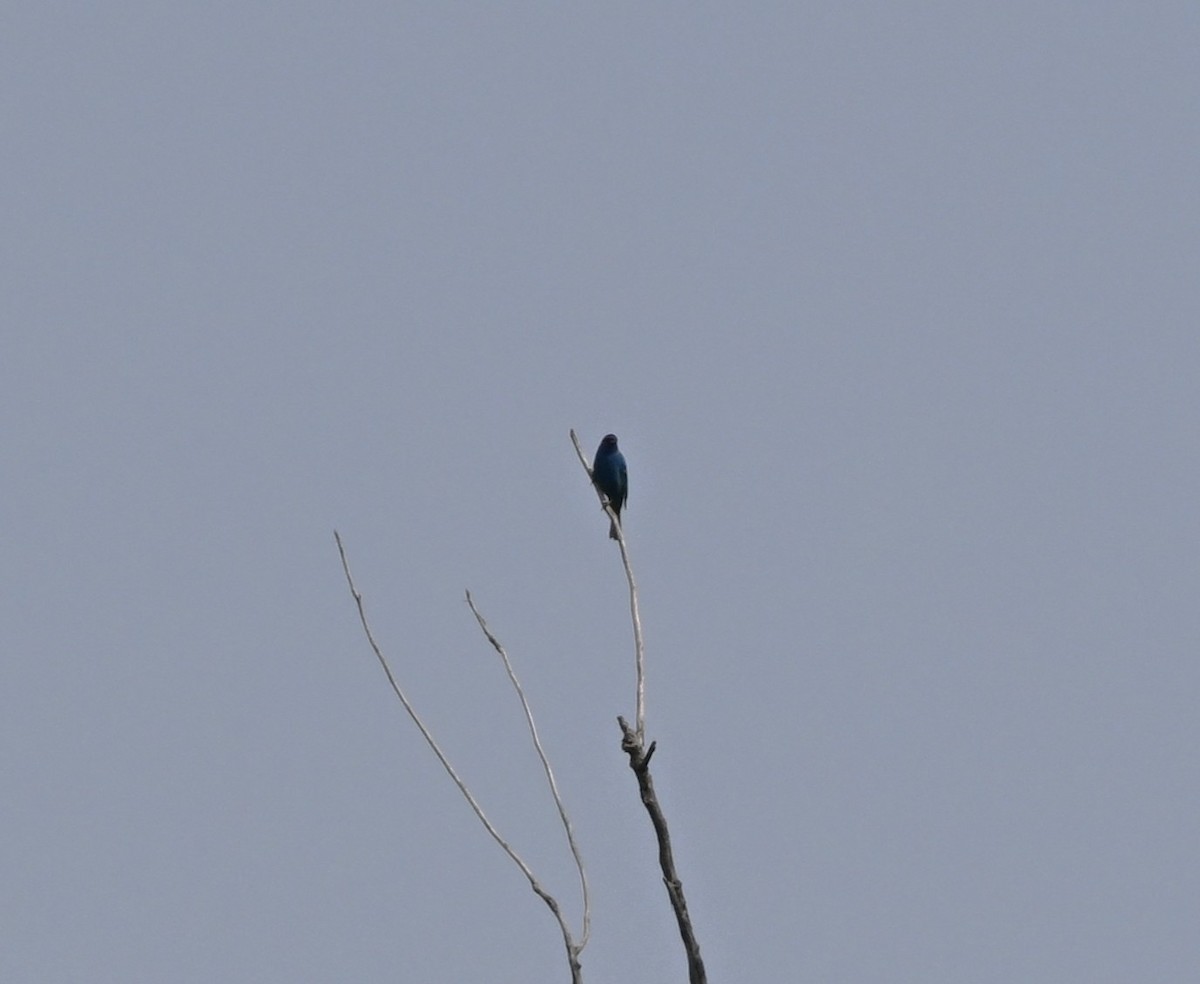 Indigo Bunting - ML636890634