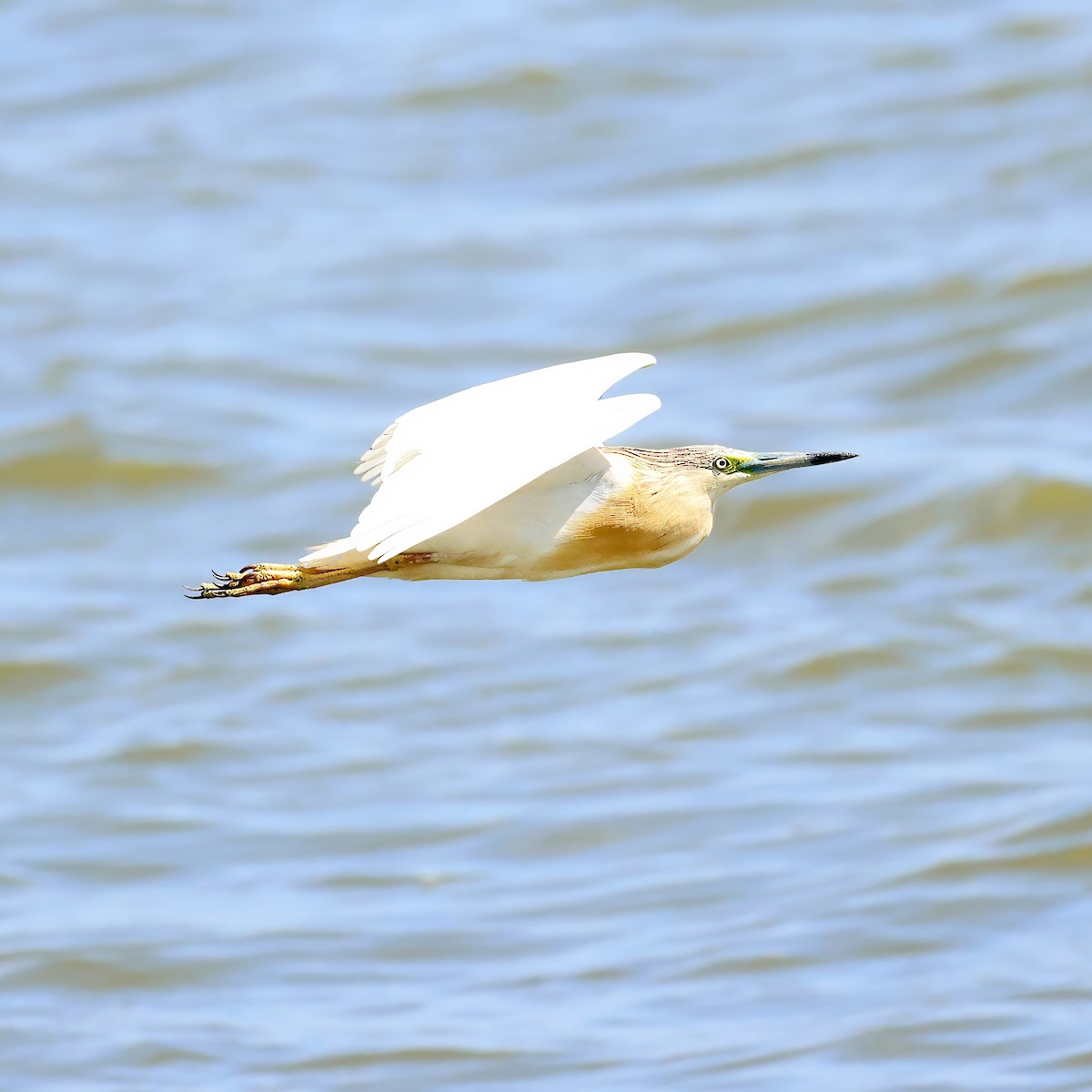 Squacco Heron - ML636890635