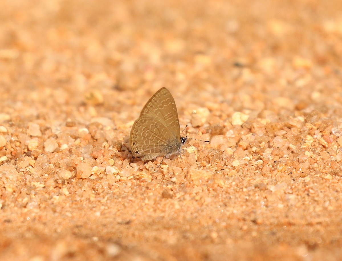 Dingy Lineblue - ML636890645