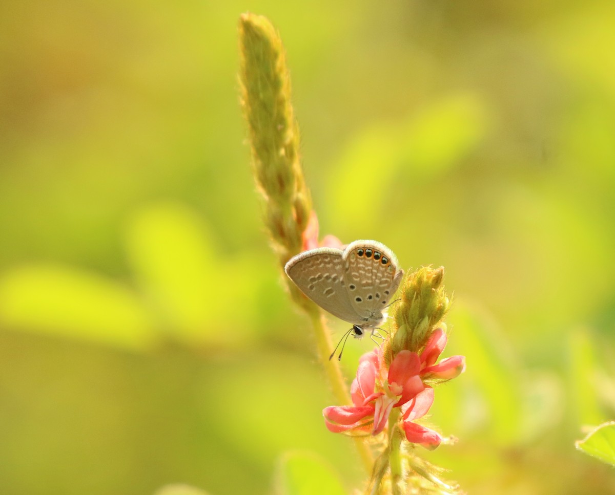 Jewelled Grass-blue - ML636890646
