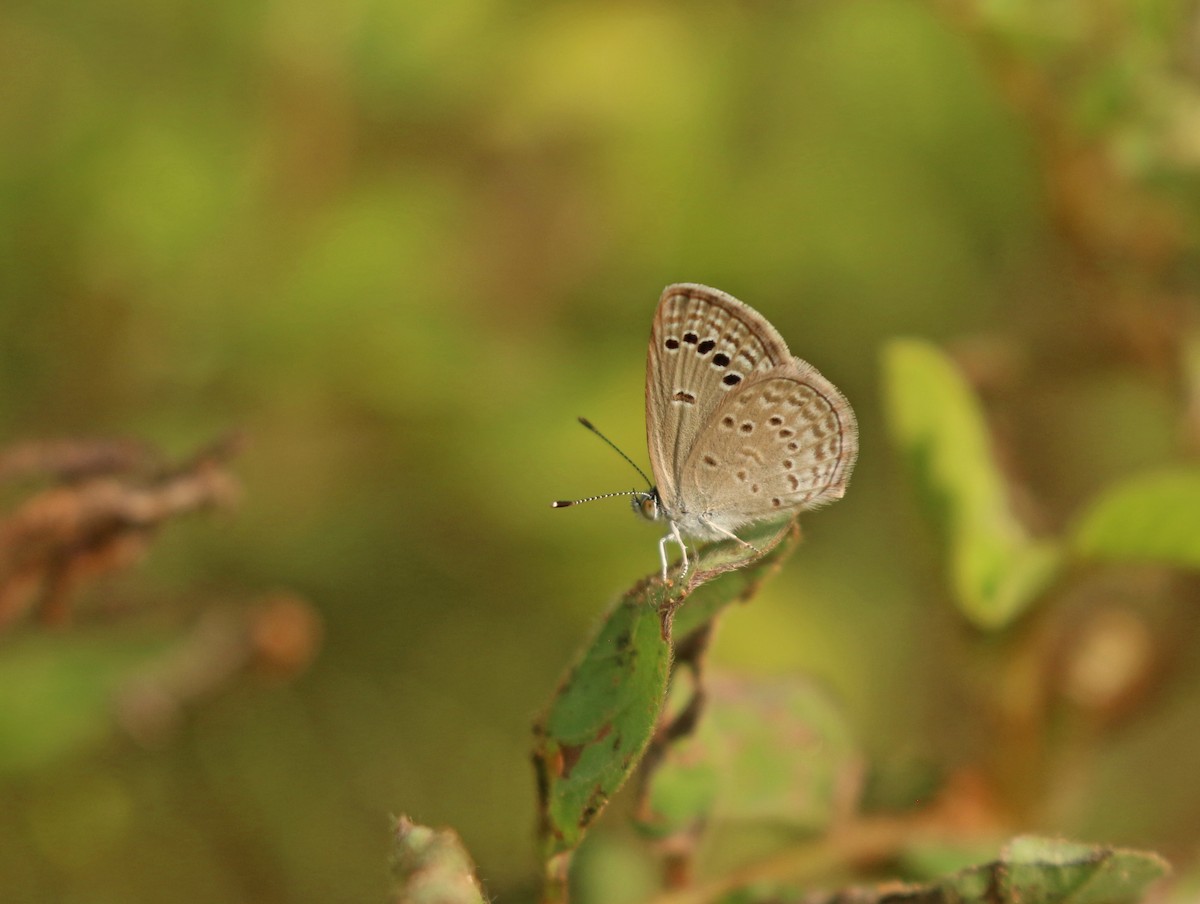 Lesser Grass Blue - ML636890647