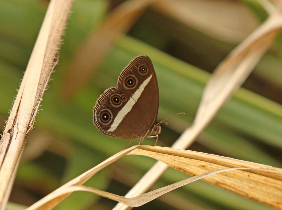 Medus Brown - ML636890648