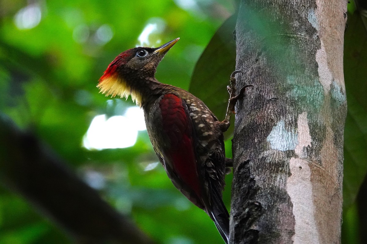 Crimson-winged Woodpecker - ML636890675