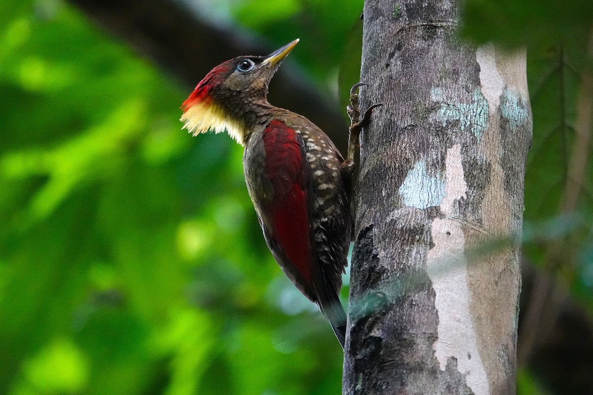 Crimson-winged Woodpecker - ML636890676