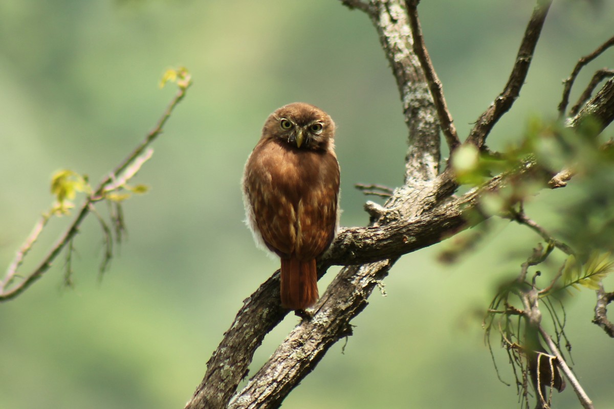 Peruvian Pygmy-Owl - ML636890714