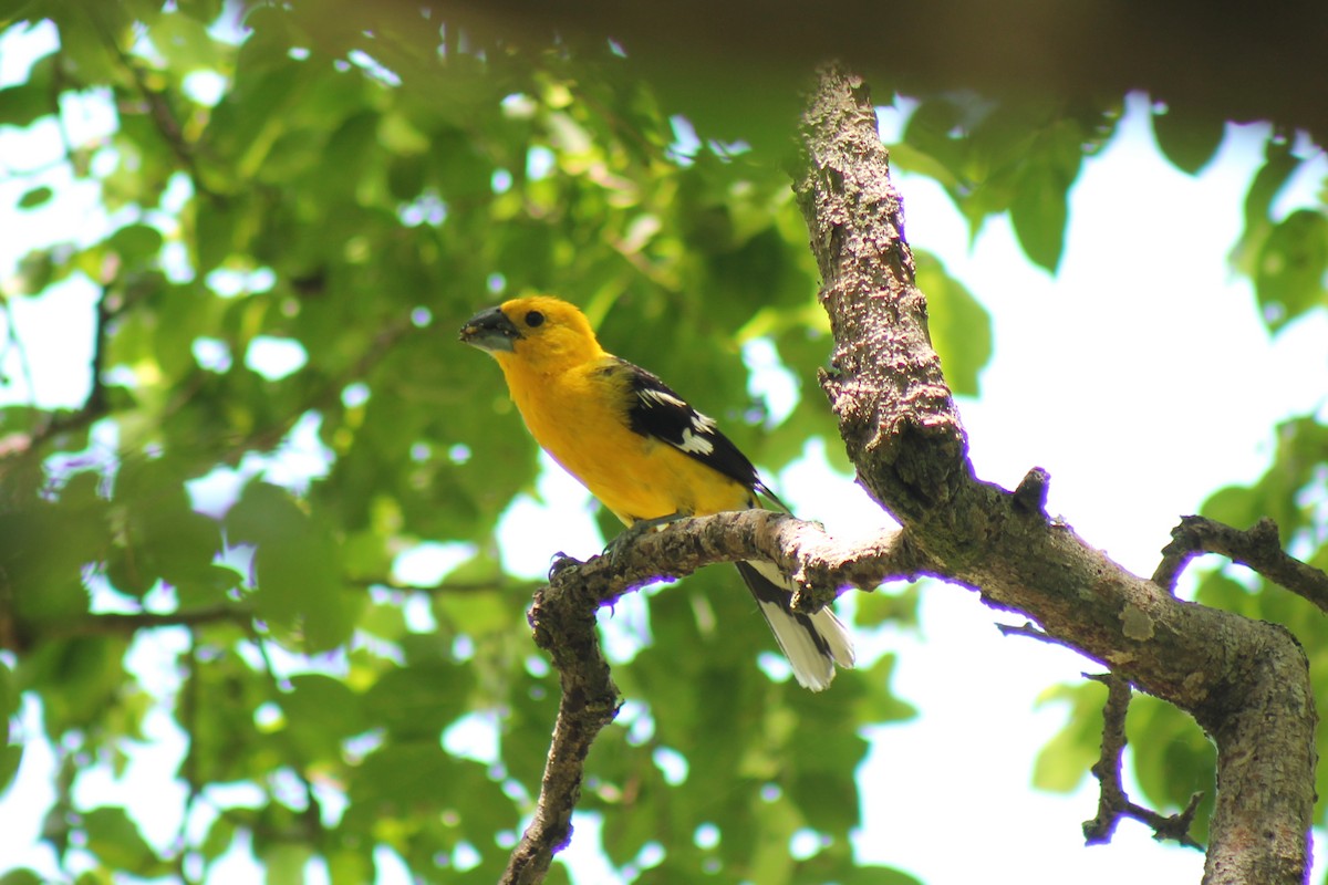 Golden Grosbeak - ML636890721