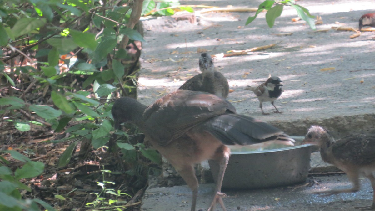 Plain Chachalaca - ML636890824