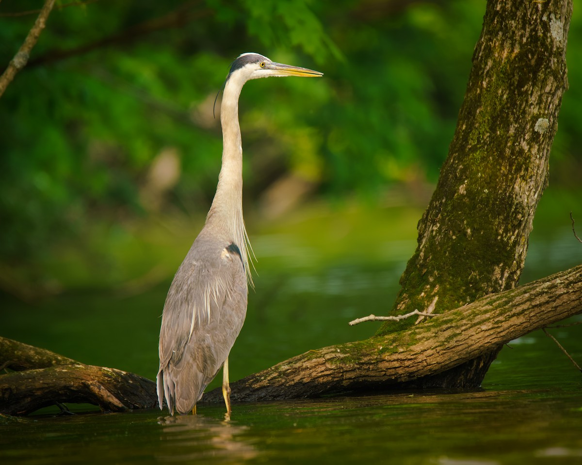 Great Blue Heron - ML636890844